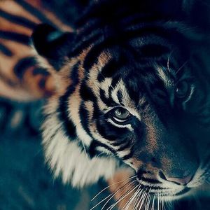 Meet your Posher, Amara